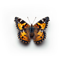 Orange and Black Butterfly on White Background. Generative AI