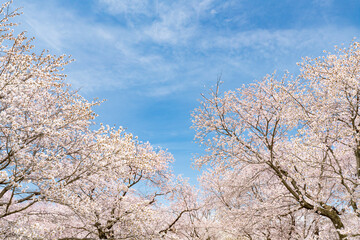 Pink cherry blossom trees in full bloom - 780901283