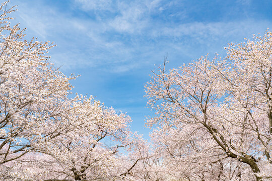 Pink cherry blossom trees in full bloom