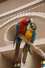 A couple of scarlet macaws sitting affectionately next to each other representing love and togetherness.