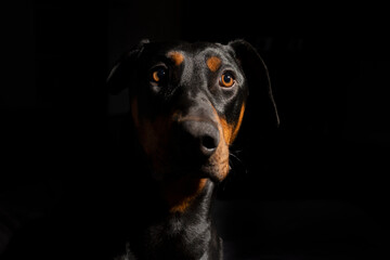 Portrait of a one year old black and red Doberman Pinscher on black background