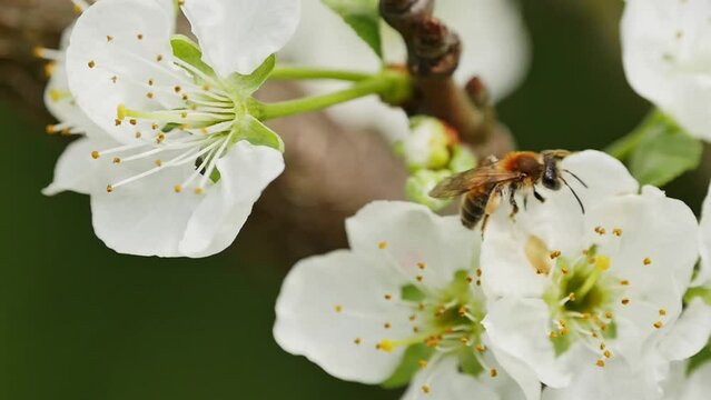 Short clip of bee pollinating plum tree flowers in blossom