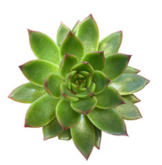 Succulent plant top view, isolated on transparent background. Echeveria agave plant isolated on transparent background with clipping mask.