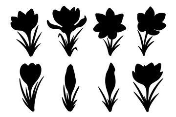 A set with vector crocus flowers silhouette illustrations, saffron floral silhouette drawing. Wildflower sketch. Hand drawn botanical outline art. Isolated design element for background, pattern, logo