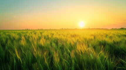A Golden Hour Wheat Field