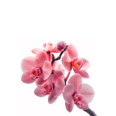 Branch With Pink Flowers on a White Background. Generative AI