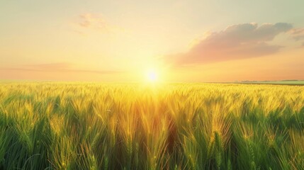 Fototapeta na wymiar Golden Hour Over Wheat Field