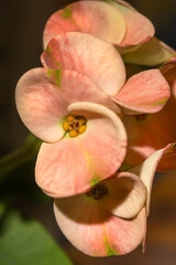 Succulent Euphorbia Crown of Thorns blooming pink flowers