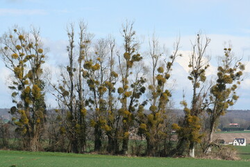 trees full of mistletoe