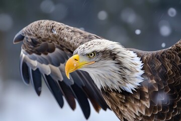 Sea eagle or white tailed eagle ( haliaeetus albicilla)