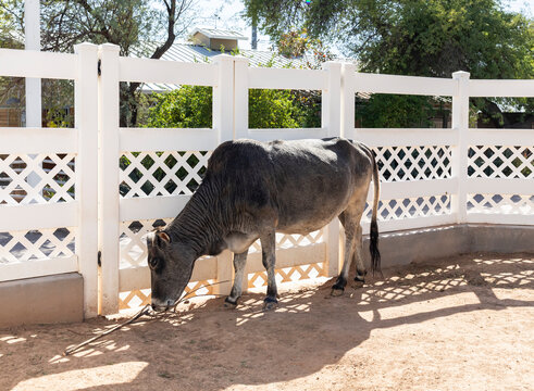 Miniature Zebu Cattle, Gray Cow In Backyard, Farm. Farming, Livestock. Indicine Cattle, Camel Cow Or Humped Cattle. Horizontal Plane. Domestic Animal near White Fence. 