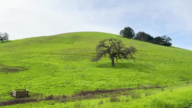 A solitary wooden box sits beneath a solitary tree on a lush green hill, invoking a sense of peaceful solitude