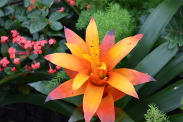 red and yellow lily