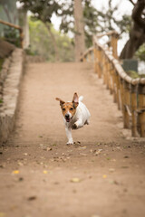 Jack Russell Terrier Pet portrait best friend profesional portrait studio photoshoot