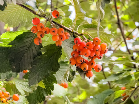 Red fruits of Crataegus or hawthorn. Medicinal plant