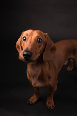 Daschund sausage dog Pet portrait best friend studio photoshoot