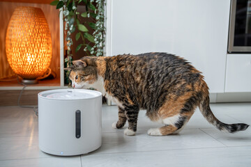 Cat drinking from automatic water dispenser. Modern smart drinker for pet. Drinking fountain with...