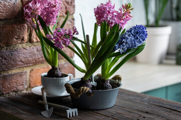 Concept of spring home gardening, transplanting plant in ceramic pots on wooden table. Taking care of plants and flowers. Springtime leisure activity, hobby, garden tools. Stylish house interior