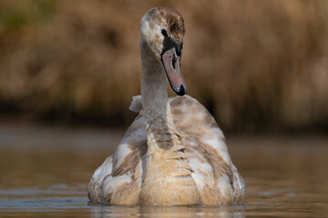 mute swan cygnus olor