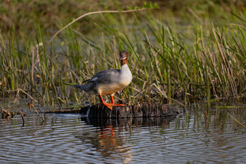 merganser duck on the bank of lake