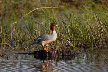 merganser duck on the bank of lake