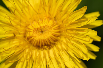 Close-up of a dandelion flower. The open flower is photographed from above. The petals are just opening. The sun is shining on the flower.