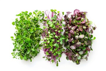 Overhead view of various microgreens grouped on a white surface.