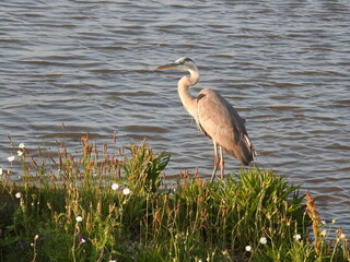 A great blue heron standing on the shores of the Edwin B. Forsythe National Wildlife Refuge, Galloway, New Jersey. 