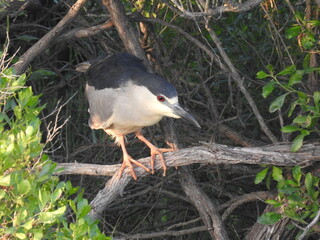 Black-crowned night heron perched on a branch within the wetlands of the Edwin B. Forsythe National Wildlife Refuge, Galloway, New Jersey.