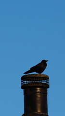 bird on a roof