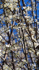 spring in the forest