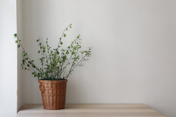 Minimal Springtime Scandinavian living room interior. Wicker willow basket with green birch tree branches, leaves. Scandi working space, home office. Empty white wall background, indoor copy space.