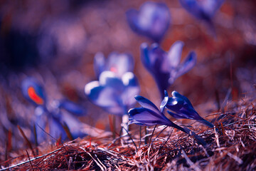 wild spring flowers, fantastic macro photo of crocuses (Saffron) on the meadow....exclusive - this...
