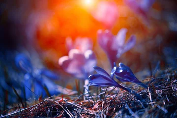 Fotobehang wild spring flowers, fantastic macro photo of crocuses (Saffron) on the meadow  © Rushvol