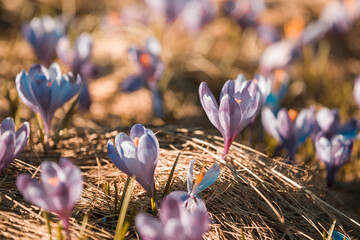 wild spring flowers, fantastic macro photo of crocuses (Saffron) on the meadow	