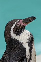 Close up of a Humboldt penguin (spheniscus humboldti)