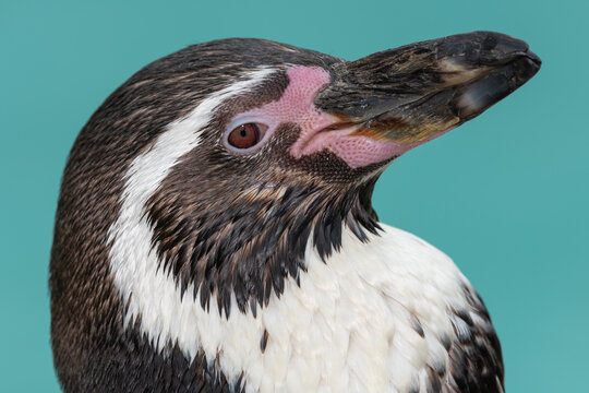 Head shot of a Humboldt penguin (spheniscus humboldti)