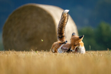 Clash of two foxes. Hungry red foxes, Vulpes vulpes, fight for field territory after corn harvest....