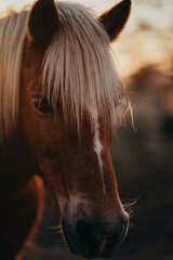 Horse at the farm during sunset. - obrazy, fototapety, plakaty
