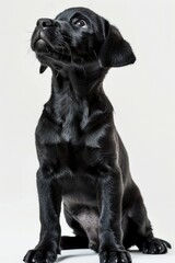 Fototapeta premium A small black dog sitting on a white surface. Can be used for pet-related designs