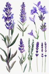 Obraz premium A painting of beautiful lavender flowers on a plain white background. Perfect for adding a touch of nature to any design project