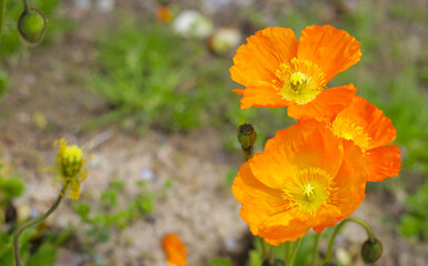 Beautiful poppy flower garden. The Expo’70 Commemorative Park, Osaka, Japan