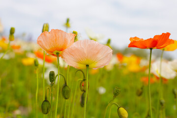 Beautiful poppy flower garden. The Expo’70 Commemorative Park, Osaka, Japan