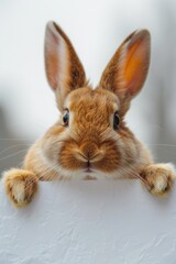 Obraz premium Cute brown rabbit peeking over a white sign. Perfect for advertising or nature concept