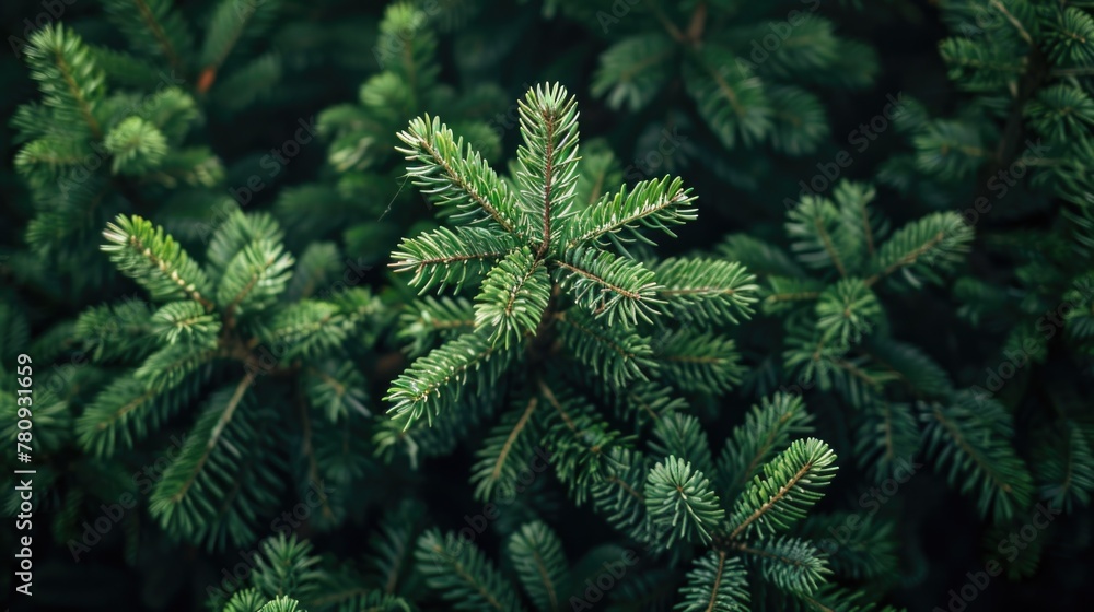 Poster detailed view of a pine tree, suitable for nature-themed projects