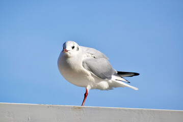 一本足のカモメ