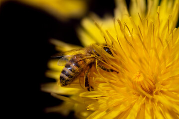 Close-up of a small honey bee searching intensively for pollen in a yellow dandelion flower. The bee is covered in pollen. The background of the flower is dark.