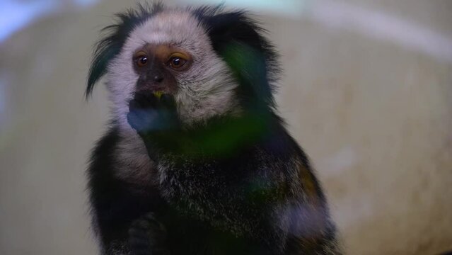 Close view of a white face Tamarin monkey looking around.
