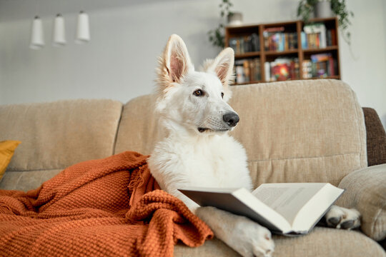 A six-month-old white Swiss shepherd puppy lies on the living room couch covered with a knitted blanket. Animals are like people