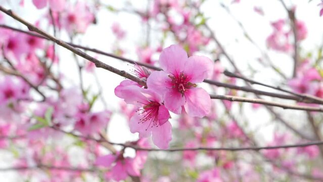 peanch flowers blooming in springtime